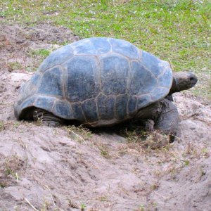 ALDABRA BREEDER