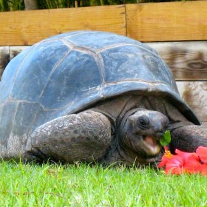 ALDABRA BREEDER