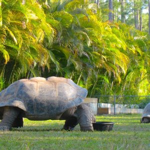 ALDABRA BREEDER