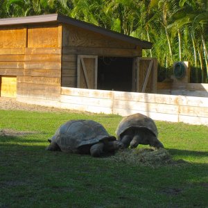 ALDABRA BREEDER