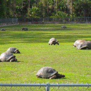ALDABRA BREEDER