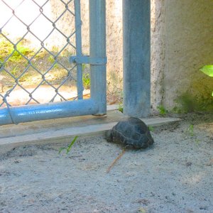 ALDABRA BREEDER