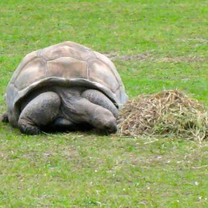 ALDABRA BREEDER