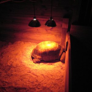 ALDABRA BREEDER