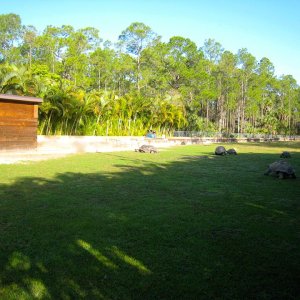 ALDABRA BREEDER