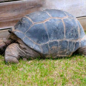 ALDABRA BREEDER