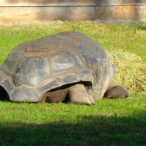 ALDABRA BREEDER
