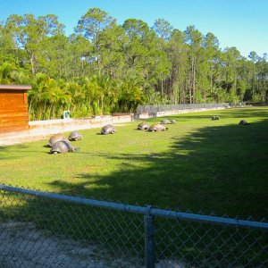 ALDABRA BREEDER