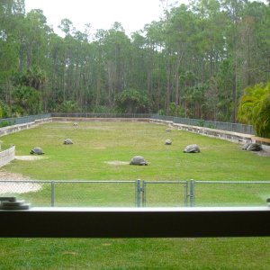 ALDABRA BREEDER