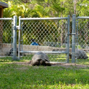 ALDABRA BREEDER