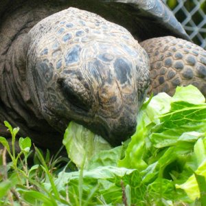 ALDABRA BREEDER