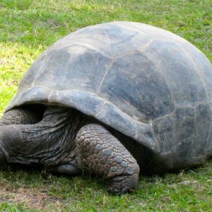 ALDABRA BREEDER