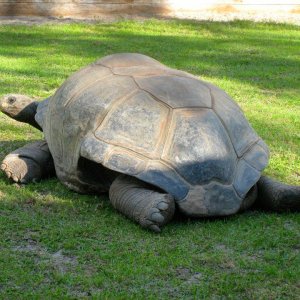 ALDABRA BREEDER