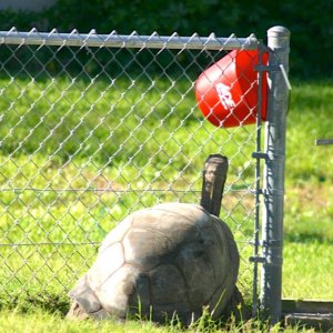 ALDABRA BREEDER