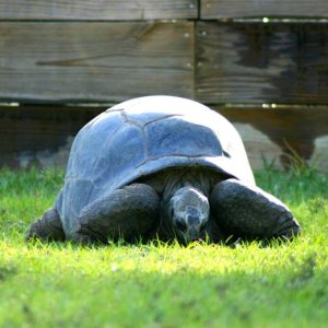 ALDABRA BREEDER