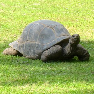 ALDABRA BREEDER
