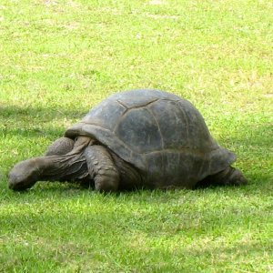 ALDABRA BREEDER