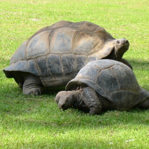 ALDABRA BREEDER