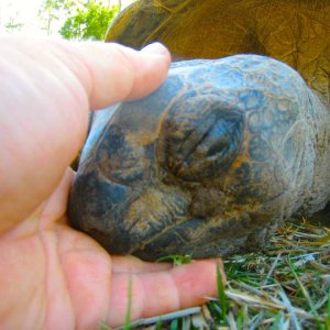 ALDABRA BREEDER