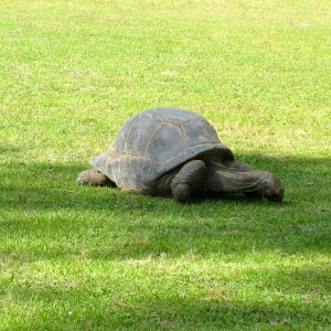 ALDABRA BREEDER