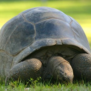 ALDABRA BREEDER