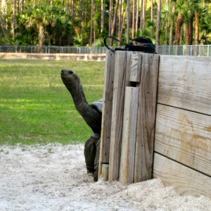 ALDABRA BREEDER