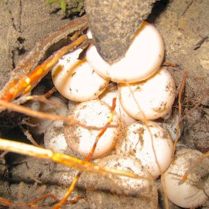 ALDABRA BREEDER