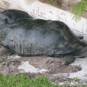 ALDABRA BREEDER