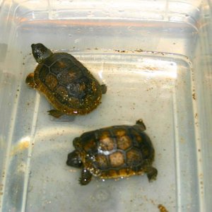 ALDABRA BREEDER