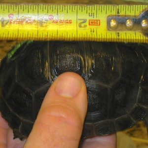 ALDABRA BREEDER