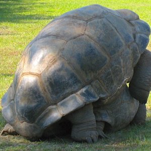 ALDABRA BREEDER