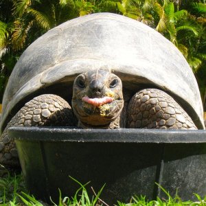 ALDABRA BREEDER