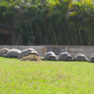 ALDABRA BREEDER