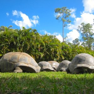 ALDABRA BREEDER