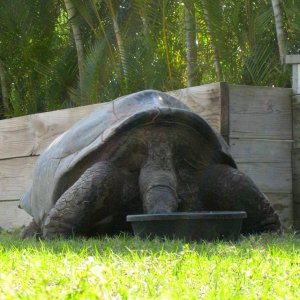 ALDABRA BREEDER