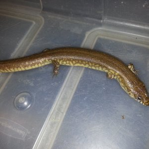 Diving Skinks (Amphiglossus Reticulatus)