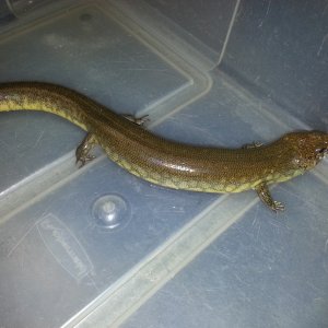 Diving Skinks (Amphiglossus Reticulatus)