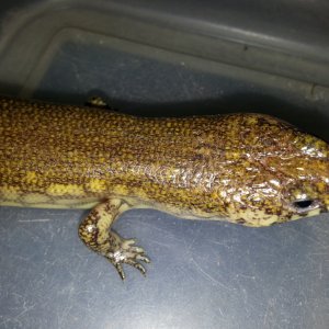 Diving Skinks (Amphiglossus Reticulatus)