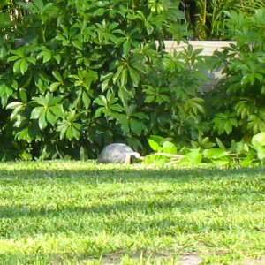ALDABRA BREEDER