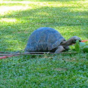 ALDABRA BREEDER