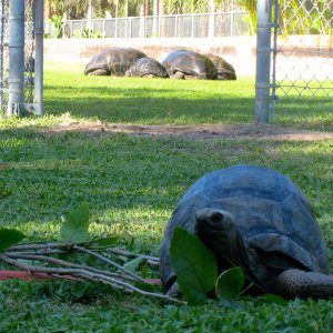 ALDABRA BREEDER