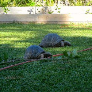 ALDABRA BREEDER