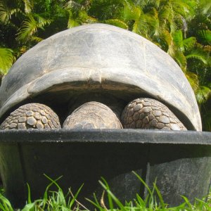 ALDABRA BREEDER