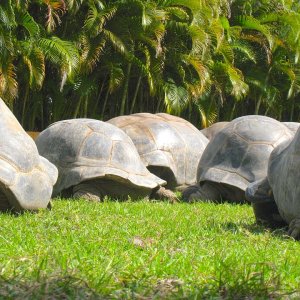 ALDABRA BREEDER