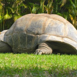 ALDABRA BREEDER