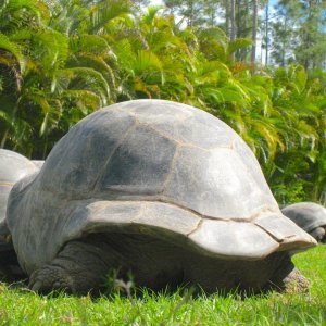 ALDABRA BREEDER