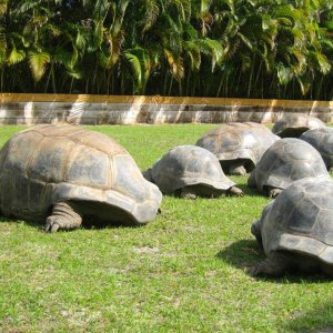 ALDABRA BREEDER