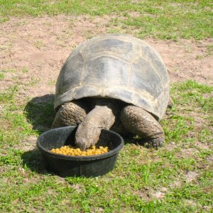 ALDABRA BREEDER