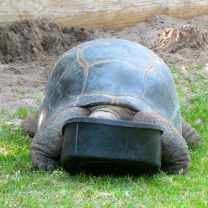 ALDABRA BREEDER