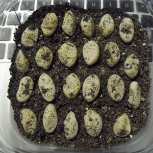 hooches eggs